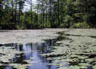 Beaver trail through the water lilies (154KB)