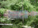 Beaver-proof fencing viewed from the pond (141KB)