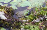 Frog on floating log (163KB)