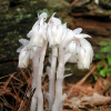 Indian pipe (50KB)