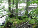 Mossy mound near beaver den (149KB)