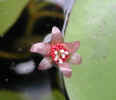 Water shield flower (38KB)