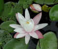 New fragrant water lily with pink outer petals (58KB)