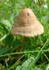 Mushroom (41KB)