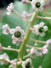 Pink stalk with green pods (33KB)