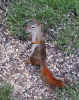 Red squirrel (101KB)
