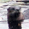 River otter (69KB)