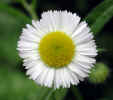 Small daisy-like flower (46KB)