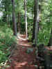 More of the private trail along edge of pond (83KB)