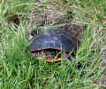 Painted turtle laying eggs in lawn (143KB)