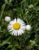 Another daisy-like wild flower (42KB)