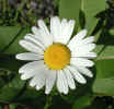 Prolific wild daisy (48KB)