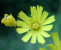 Yellow wild flower with serrated petal ends (43KB)