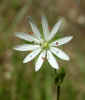 Small wildflower (32KB)