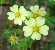 Little yellow flowers (45KB)